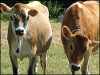 Jersey Cows