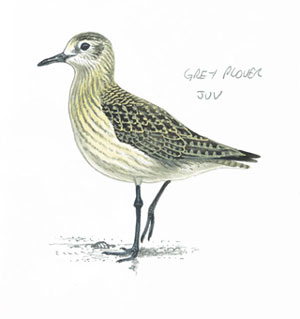 Grey Plover. Illustration by Mike Langman, Paignton , Devon