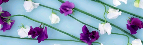 Sweet Pea blooms