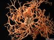 Euryalid Ophiuroid-Gorgonocephalus sp., que foi apanhado a cerca de 800 metros abaixo do nível do mar no Oceano Atlântico.