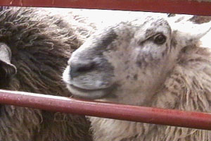 Annis has some explaining to do