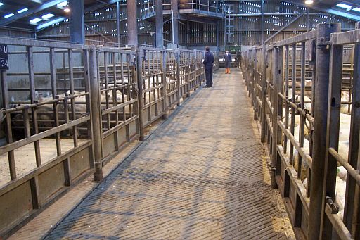 So many sheep, so little time...