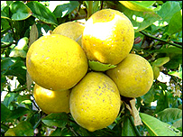 Lemons