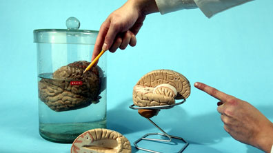 How big is your brain?