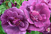 Rosa Rhapsody in Blue