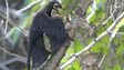 The feathered dinosaur Microraptor pounces on a nest of primitive birds (Sinornis). 