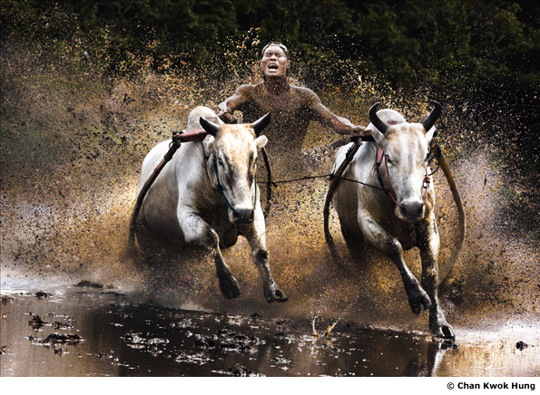 Buffalo Race by Chan Kwok Hung