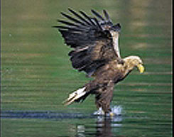 White-tailes Sea Eagle