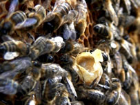 Honey bees