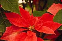 Poinsetta