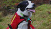 Search dog wearing jacket