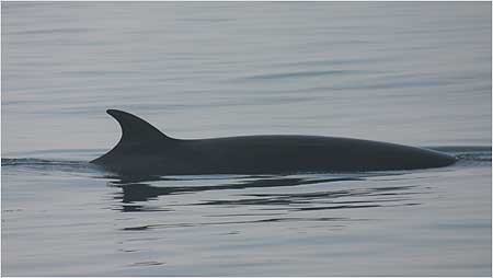 Minke Whale c/o Hebridean Whale and Dolphin Trust