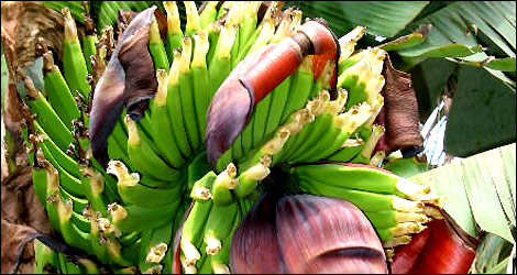 Musa Cavendishii - The Dwarf Banana