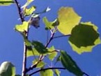 Aspen Leaf