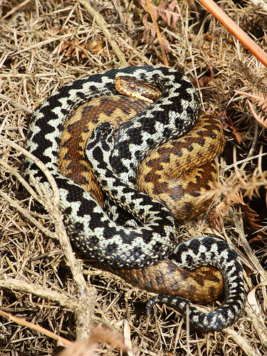 mating adders by Richard Ives