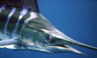 Striped marlin © BBC