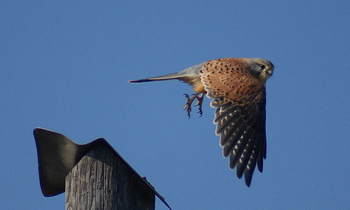 Kestrel by Mark Milham