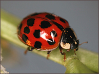 Harlequin ladybird (Michael Majerus)