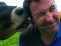 Cow licking a man's ear