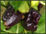 Organic Black Peppers