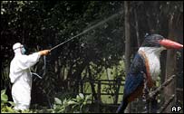 Phun phòng dịch tại một khu bảo tồn chim ở Thái Lan