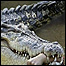 Crocodilo e braço