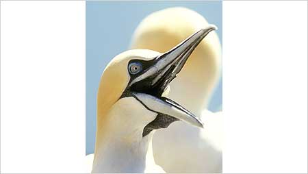 Gannets c/o RSPB Images and Andy Hay