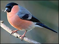 Bull finch: Pic Sue Tranter