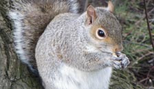a squirrel