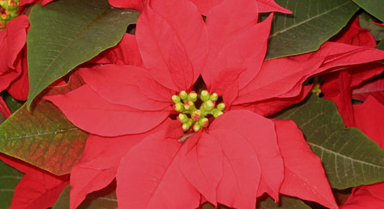 Poinsettia