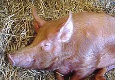 sleepy Tamworth piglet