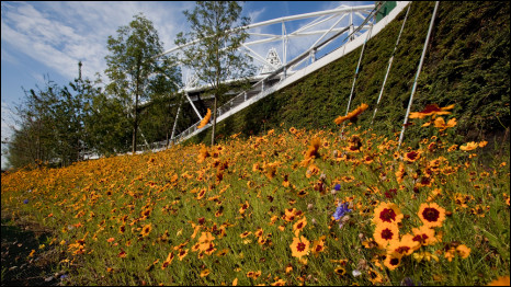 Meadow land at the Olympic Park