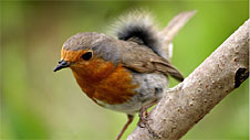 robin_jmcl.jpg