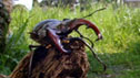 Stag Beetle