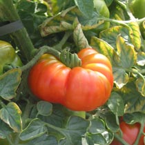 Tomato