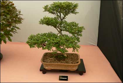 Bonzai Tree