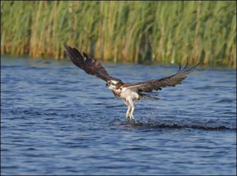 Osprey