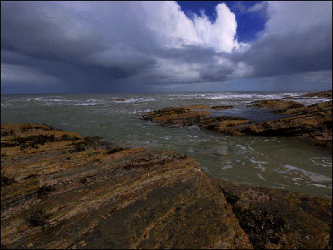 Cullernose Point. Photo: Steve Boote