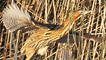 A bittern
