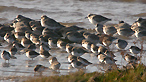 Waders in the Dee Estuary