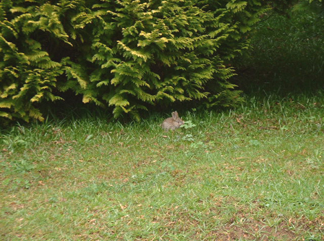 A rabbit at Glendurgan Garden