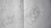 White tiger sketch...