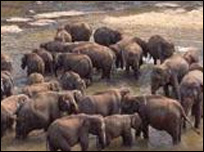 elephents