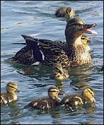 Ducks