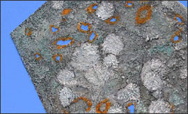 Tollven by Jan Phethean