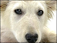 Puppy