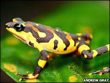 Harlequin toad