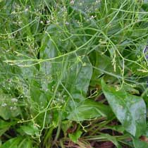 Limonium
