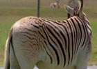 Quagga