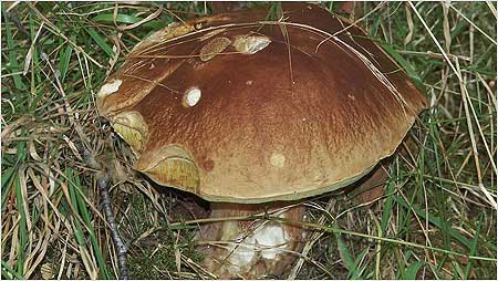 Boletes c/o Jaybee and NE Wildlife